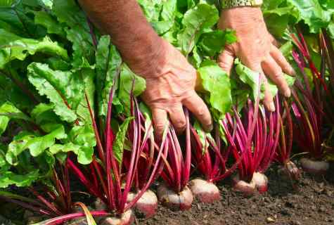 How to remove spot from beet